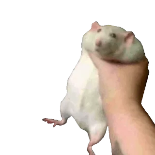 🐀