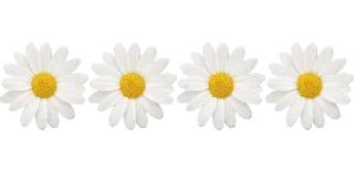 🌸