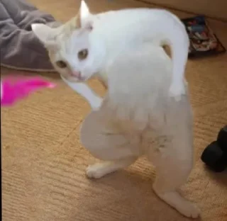💫