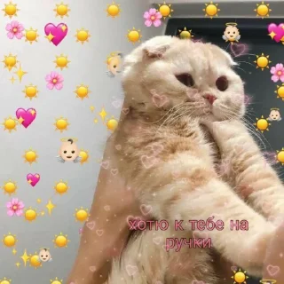 🥺
