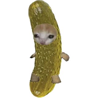 🐈