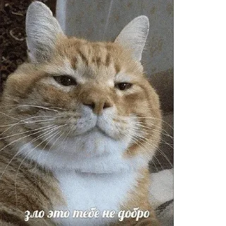 😺