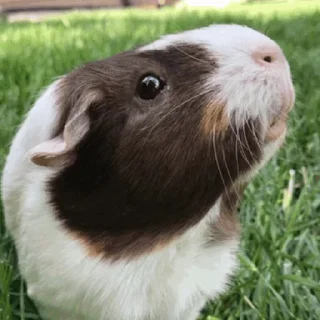 🐹