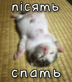 😴