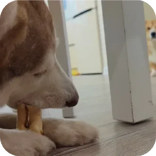 🐶