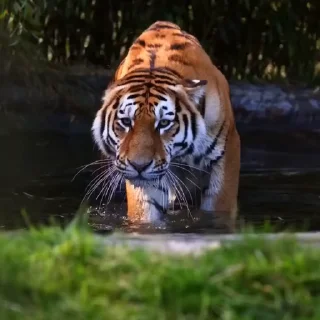 🤩