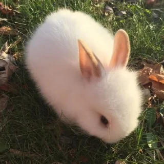 🐰