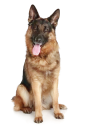 🐶