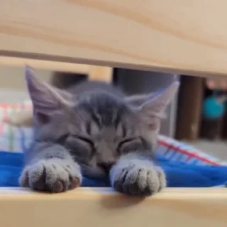 🐈