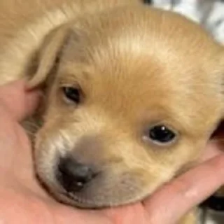 🥺