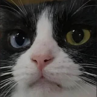 😠