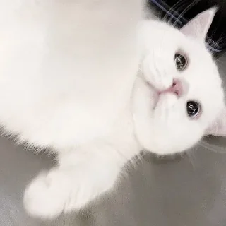 🤍