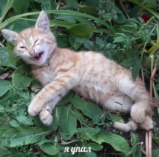 Коты на каждый день 😼 @mrgiftio