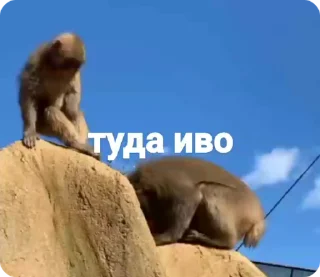 🌟