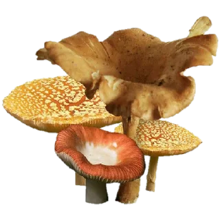 🍄