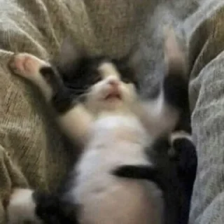 🐈