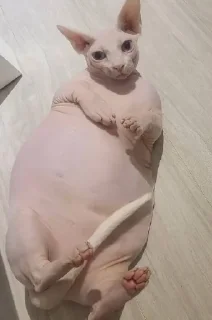 🥺