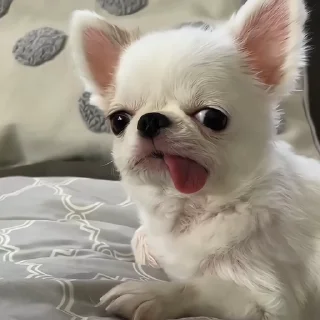 🐶