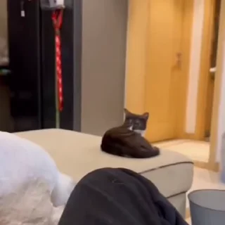 🤩
