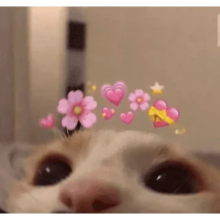 🐱