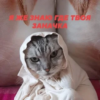 🐱
