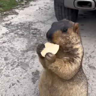 🦫
