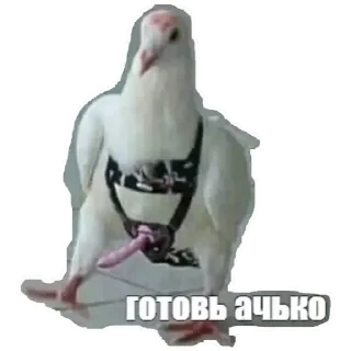 🕊