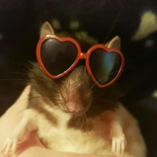 😎