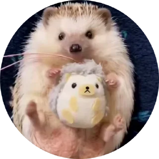 🦔