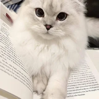 🐈