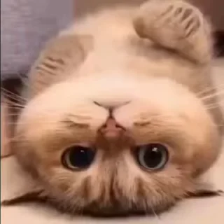 🌟