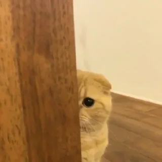 😺