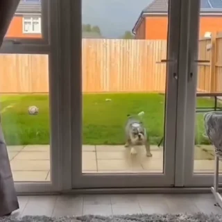 🐕‍🦺