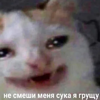 🐶
