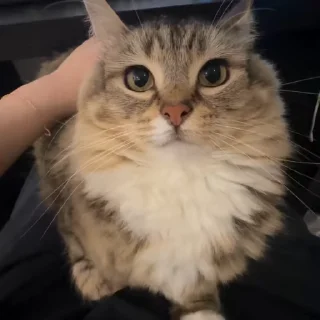 🌟
