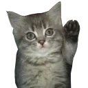 🐱