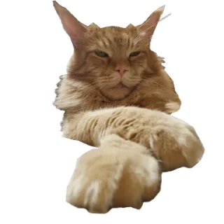 Moi_koty