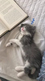💤