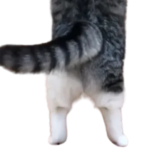 😺
