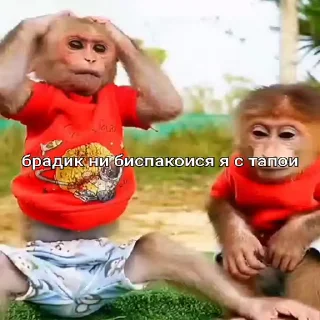 🐵