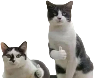 👍