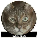 😼