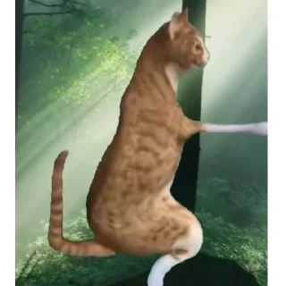🐈