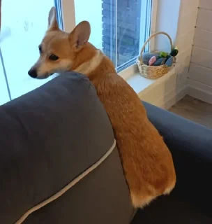 🌟