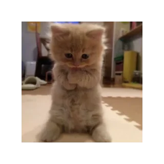 🥺