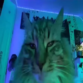 🐈