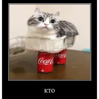 🙀
