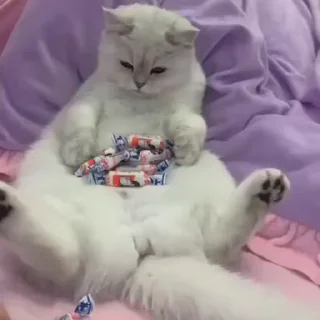 🐾