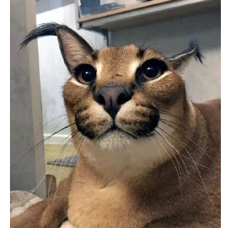 😏