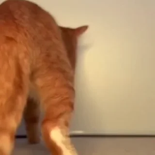 🤩